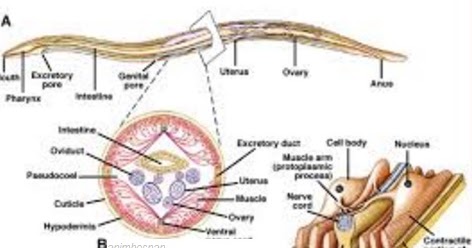 viermele de ridiche ajută clinici de îndepărtare a verucilor genitale