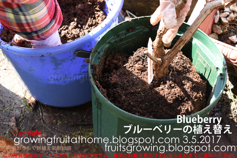 ひとまわり小さくなった根を植木鉢に入れ土を詰めます