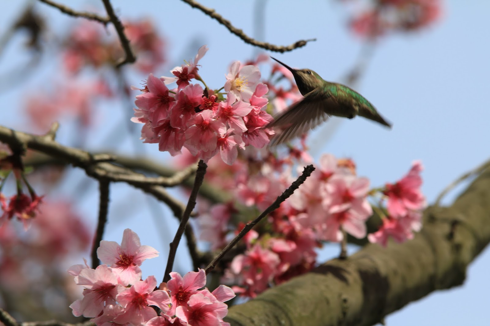 Historic Wintersburg, California Sakura Cherry blossoms and flower