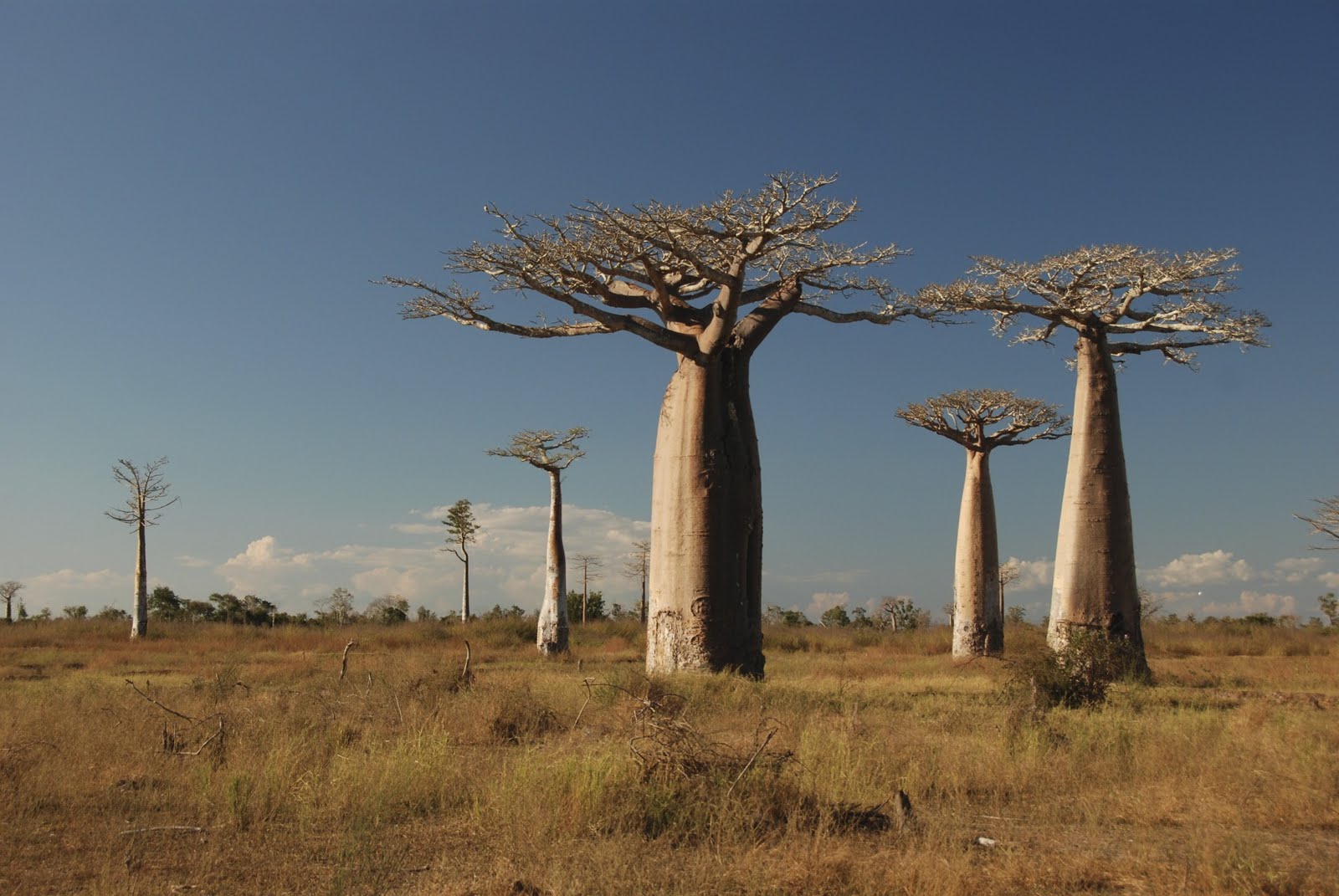 Living Free Range Travel Avenue of the Baobabs, near Morondava, Madagascar