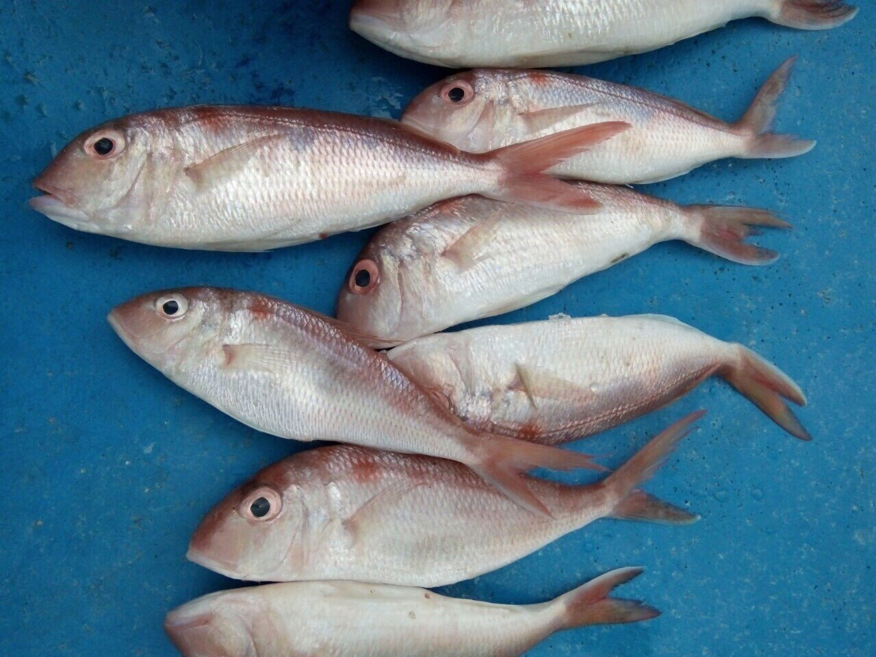 GOLDEN THREADFIN BREAM VIET SEAFOOD CO.,LTD