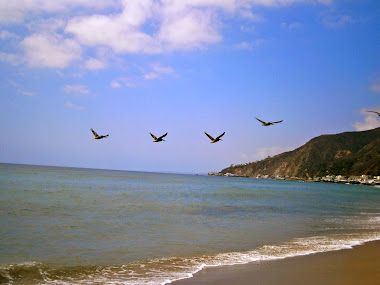 pelicans flyng over Topanga beach