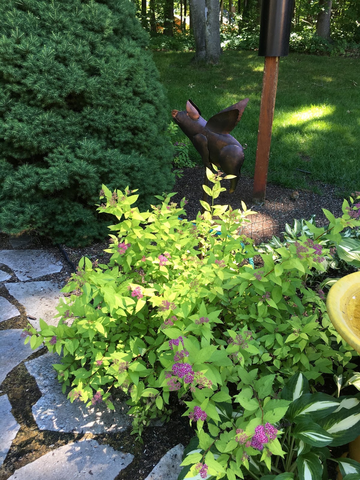 A Guide To Northeastern Gardening Feature Spring Flowering Shrub