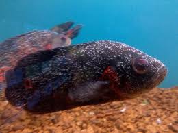 Awesome Oscar Cichlids Awesome Oscar Cichlids
