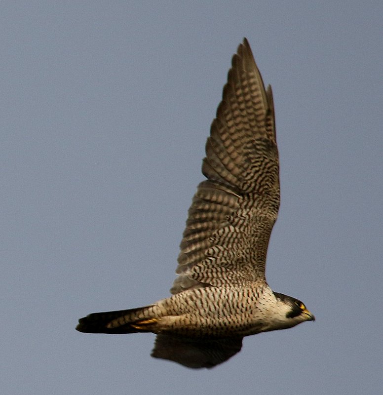 Fly Flatts Peregrine