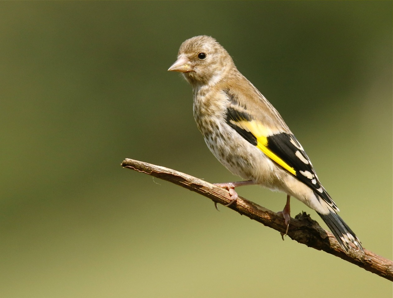 ni bird pics wilf swain juvenile goldfinch