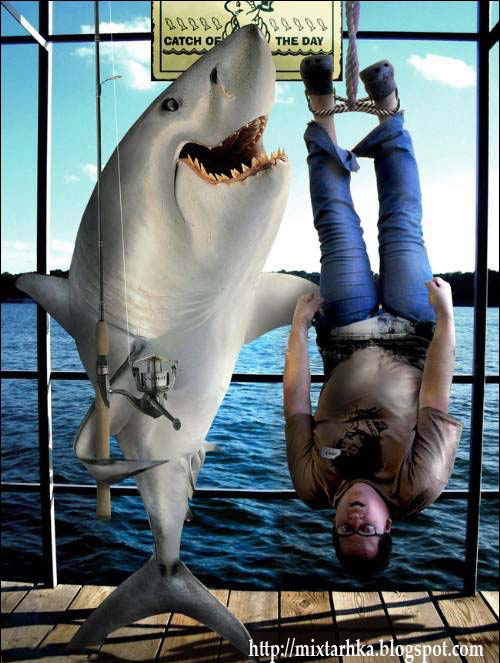 Most Dangerous Funny Sharks