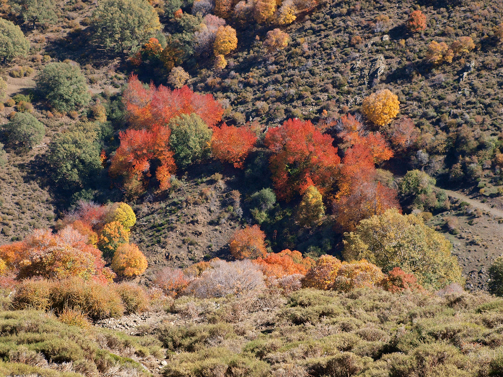 Caminando por Sierras y Calles de Andalucía El Bosque encantado (Lugros Sierra Nevada Granada)