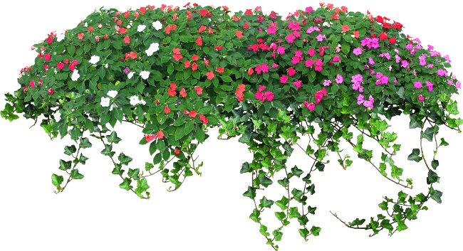 ForgetMeNot: flowers garden