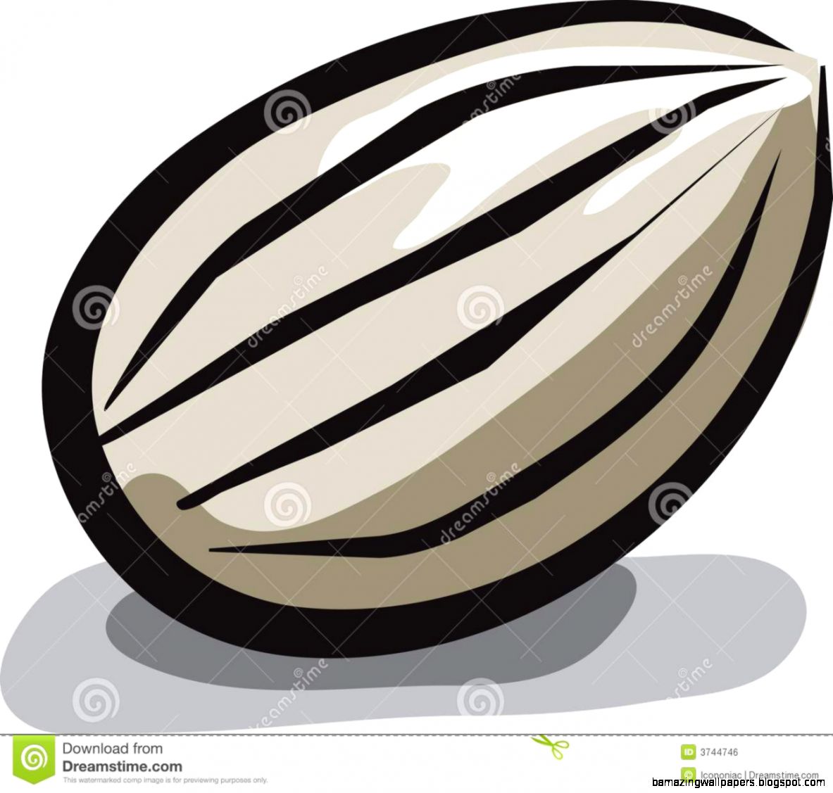 Sunflower Seed Royalty Free Stock Image   Image 3744746