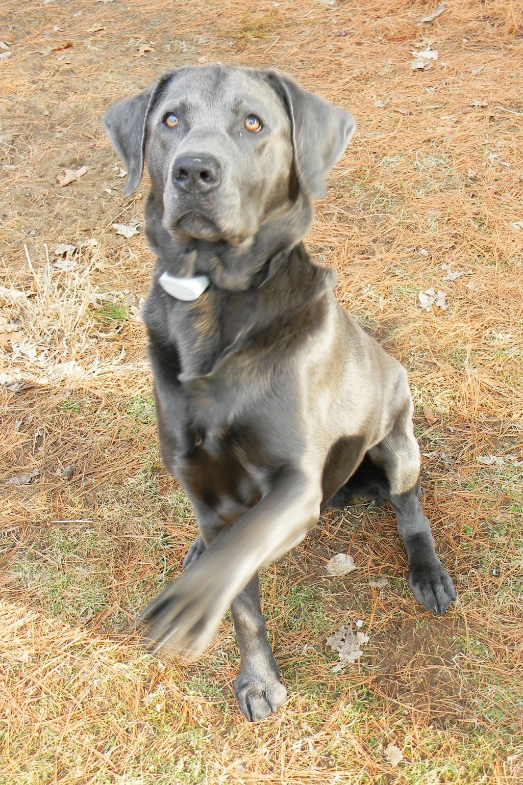 Wilton Silver Labradors Our Boy