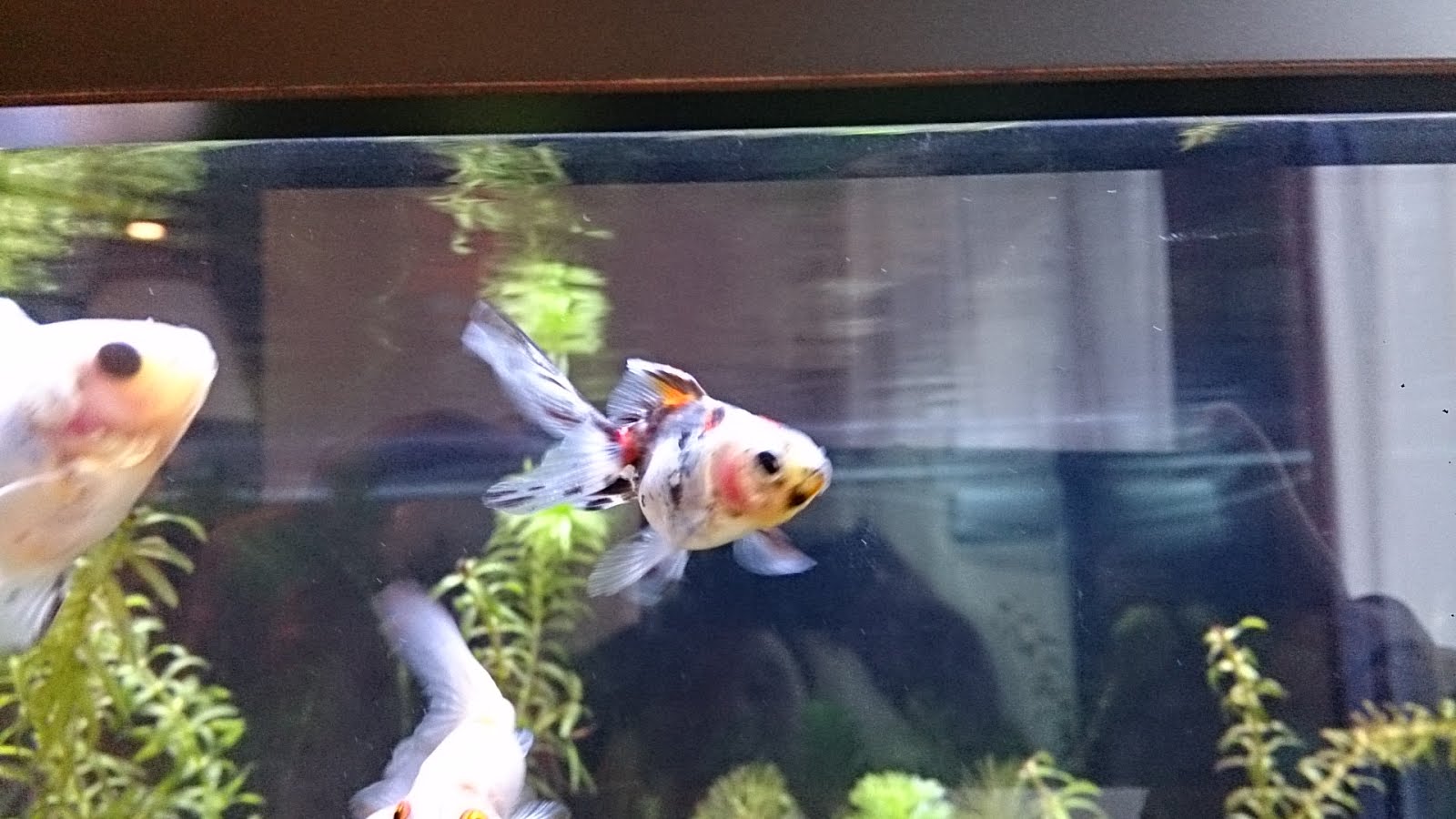 趣味の金魚アクアリウム