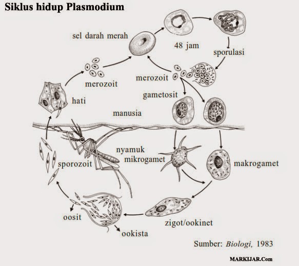 Siklus hidup Plasmodium, bakteri protista, ciri protista, contoh protista, protista jamur
