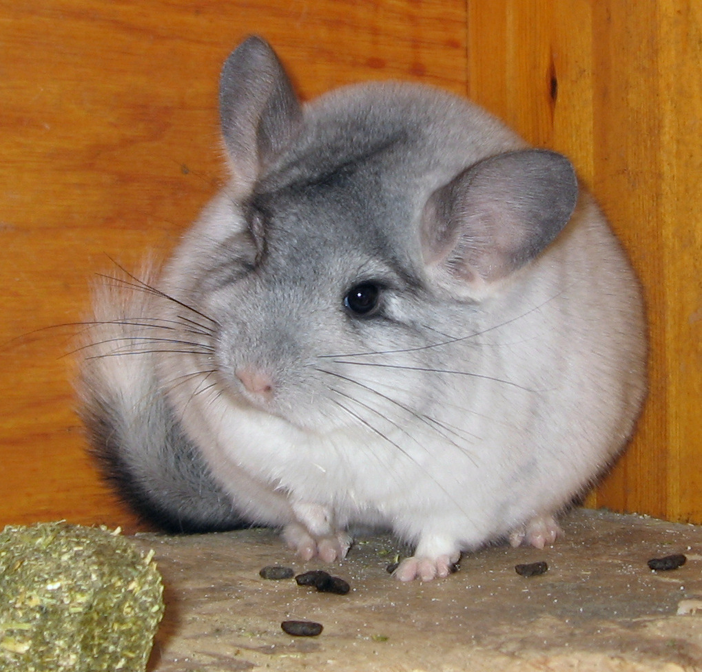 Keeping Chinchillas As Pets Fun Animals Wiki, Videos, Pictures, Stories