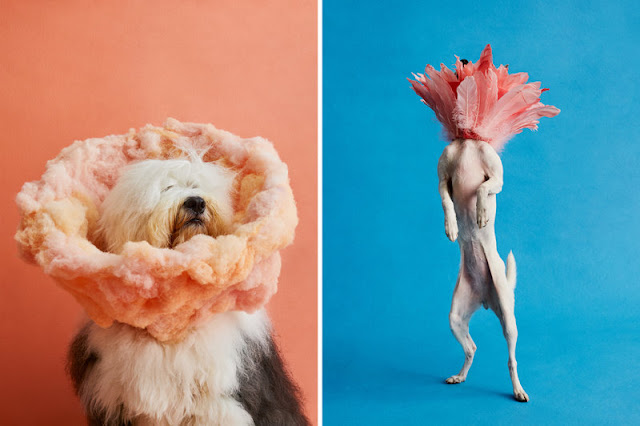 All Good Dogs: Photographer Transforms Canines' Cones From Shame To Glam
