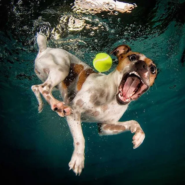 Dog under water