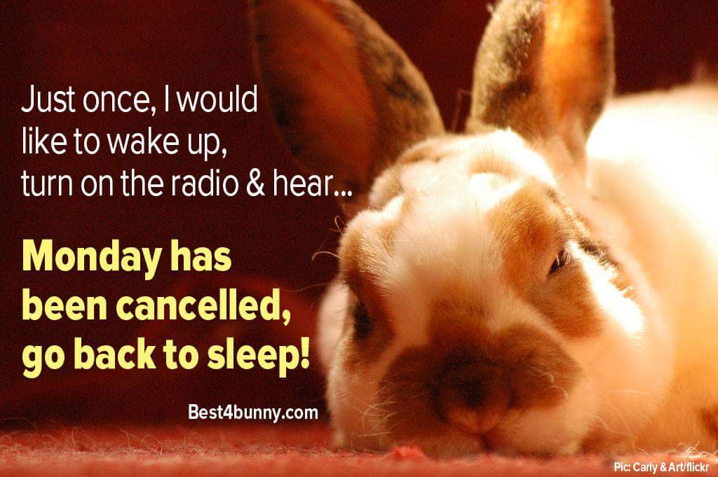 Rabbit Ramblings Funny Bunny Monday Meme*day