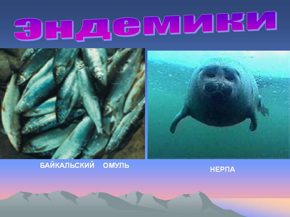 Живые организмы байкала. Байкальские эндемики. Животные эндемики Байкала. Рыбы эндемики. Эндемики Байкала презентация.
