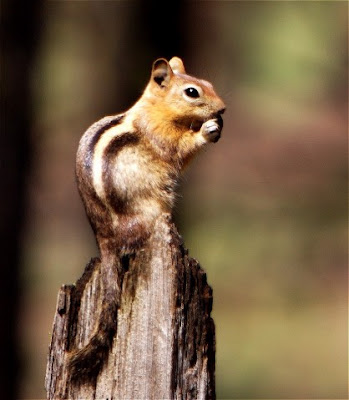 Golden mantled Ground Squirrel