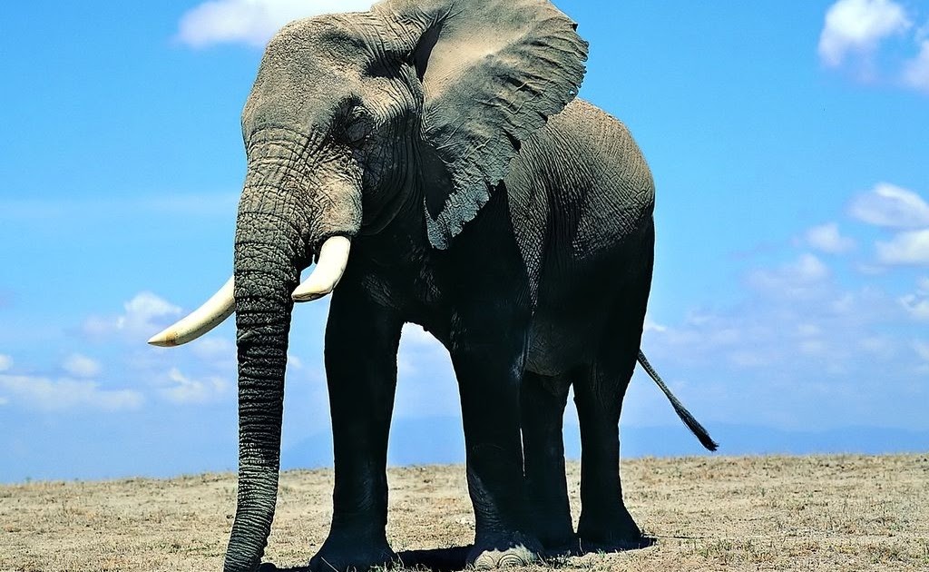 сонник сон слон