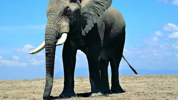 Hewan Tertinggi di Dunia yang Membuat Kagum Manusia