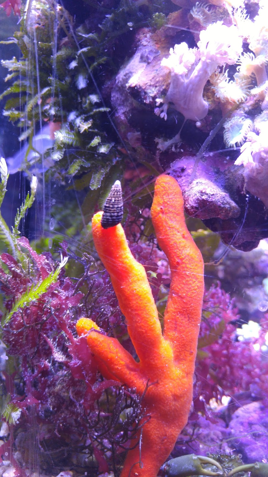 Marine Macro Algae For Sale Sponges