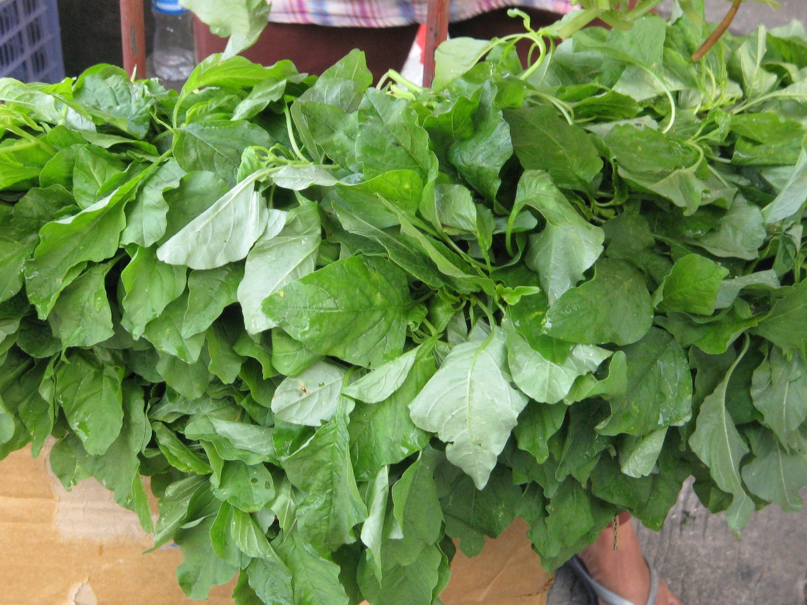 bucaio Spinach Amaranth
