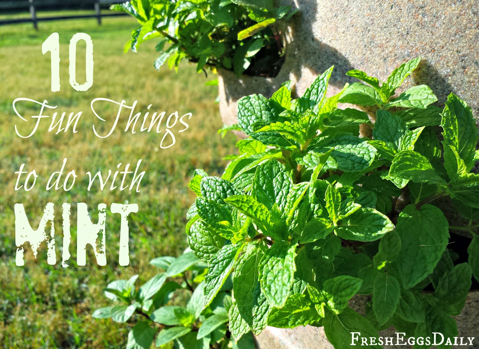 10 Fun Way to Use Extra Fresh Mint This Summer Fresh Eggs Daily® with
