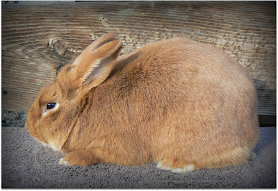 Stars SoCal Succulents and Cactus