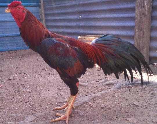 MAYXINZ GAMEFOWLS FARM: Manok Sabung @ Ayam Laga