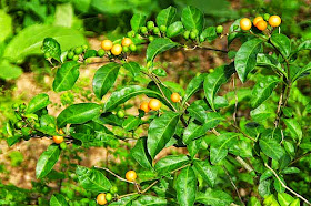 Fortunella japonica, fruit, leaves