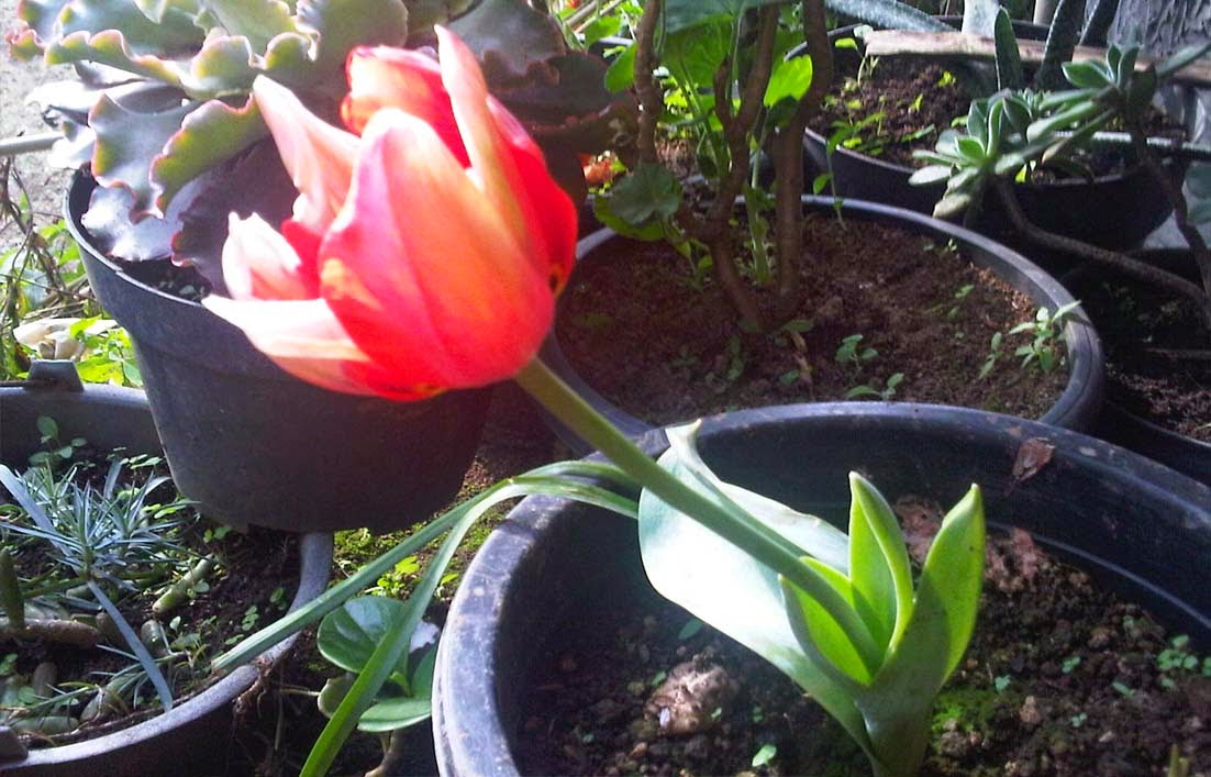 Cara Menanam Bunga  Tulip di Indonesia Pengalaman Pribadi 