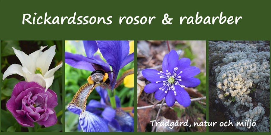 Rickardssons Rosor & Rabarber