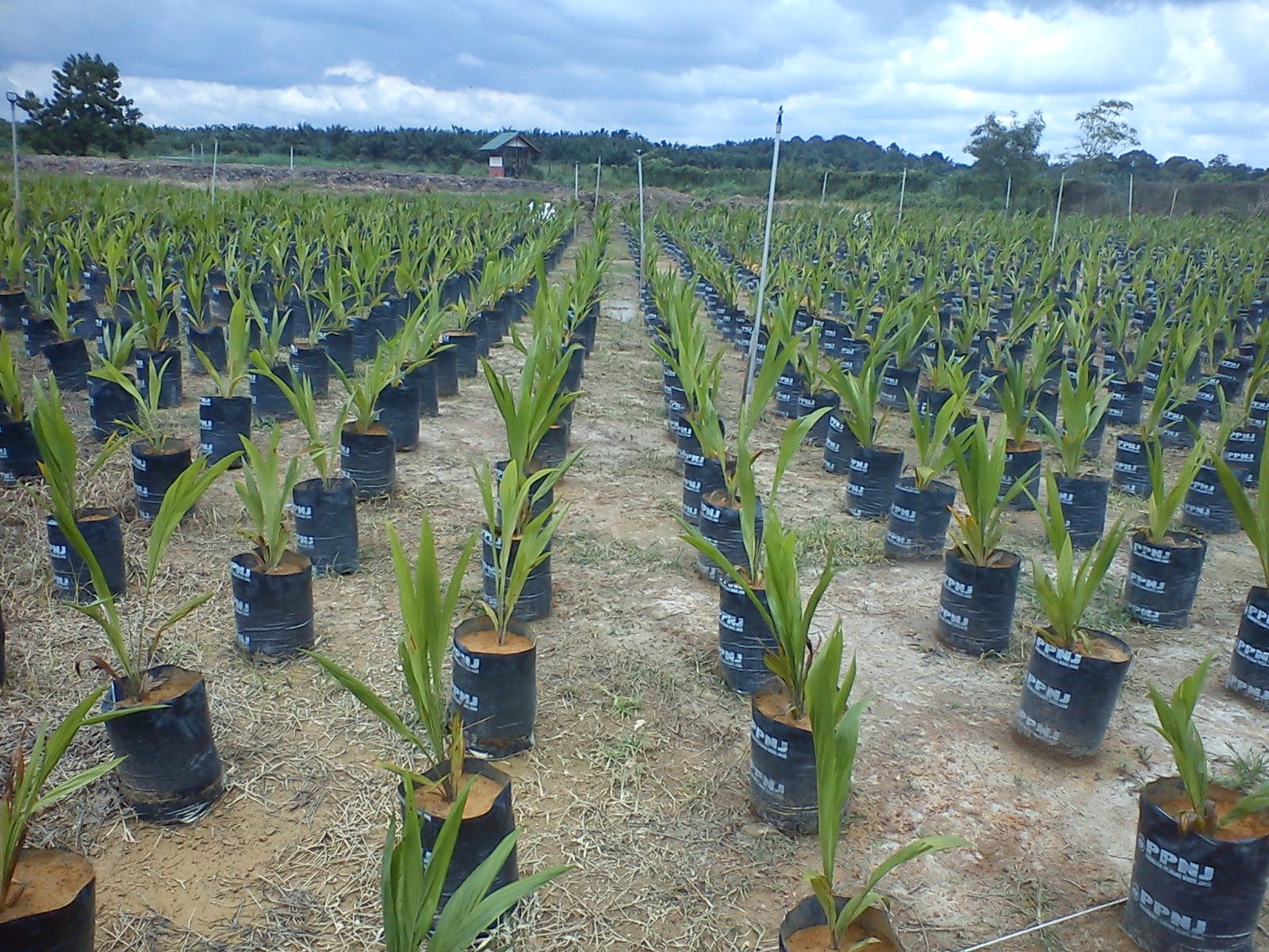 JOHOR PLANT TECH SDN BHD SAWIT