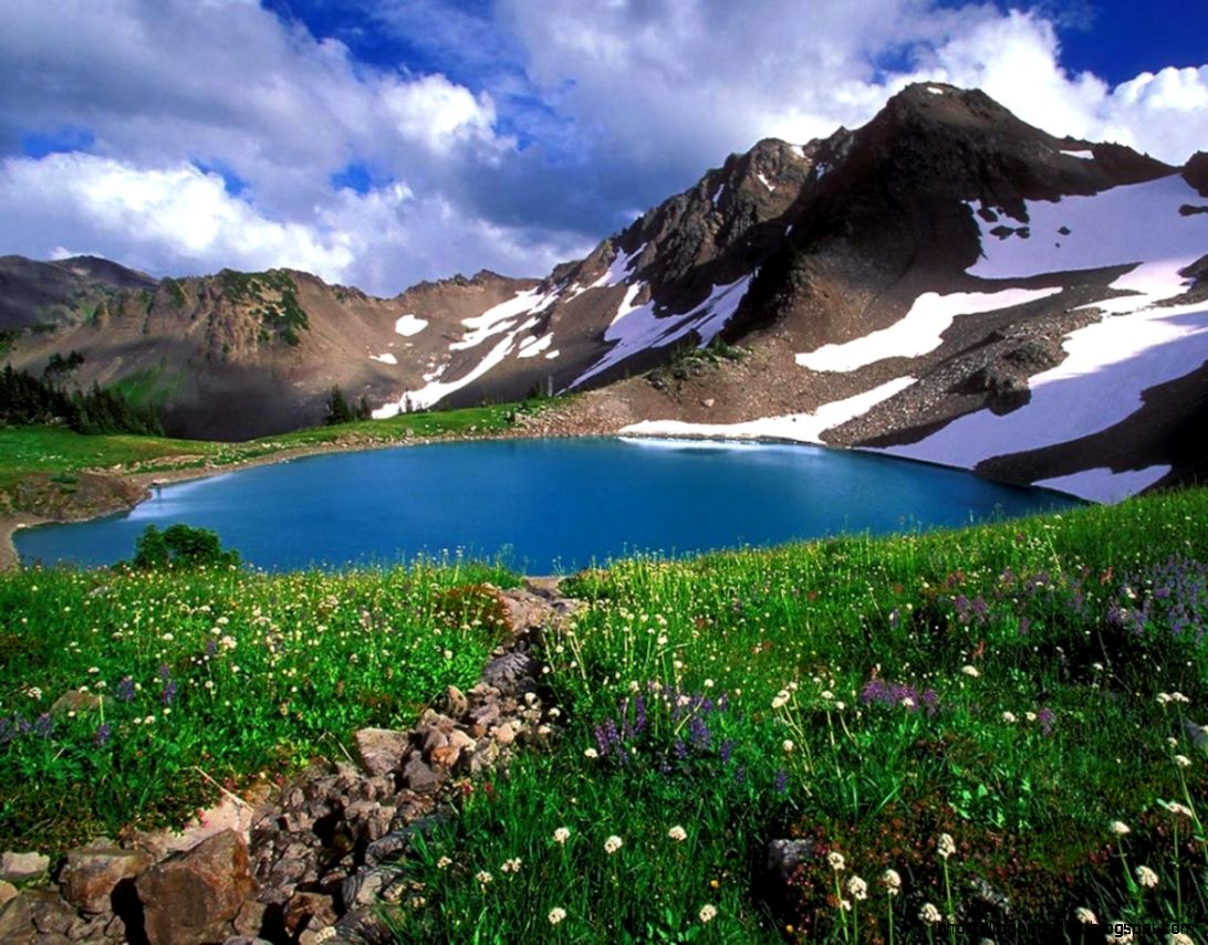 Alaska Wallpaper Wildlife   Android Apps on Google Play