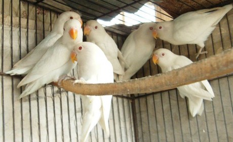 Daftar Harga Burung Lovebird Albino Mata Merah Terbaru 2020