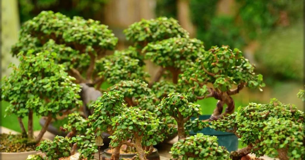 How to Propagate an Elephant Bush