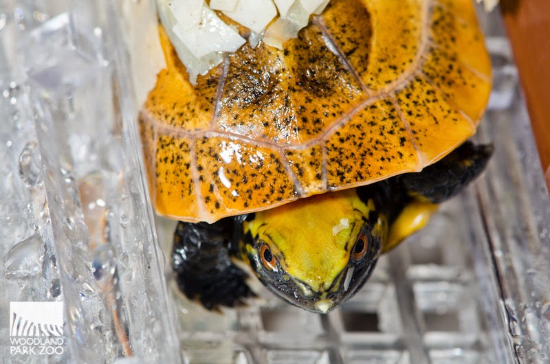 Box turtle hatching caught on camera