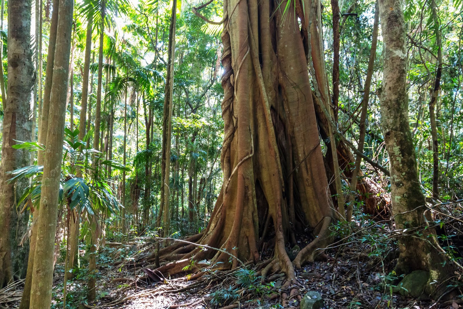 National Park Odyssey Tamborine Mountain, Tamborine National Park, QLD.