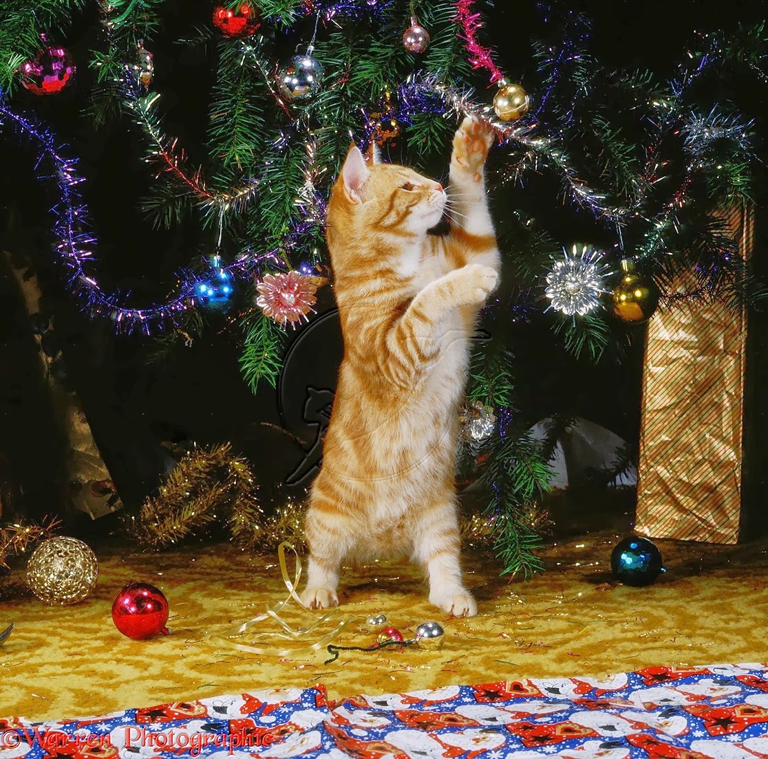 Funny Playing Cat In Front Of Christmas Tree Decoration Sets