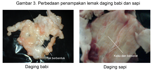 lemak pada daging sapi dan daging babi