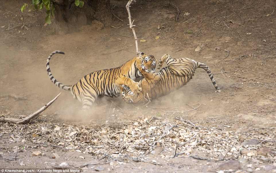 драка тигров. тигры дерутся. рантхамбор тигры. львы и тигры в дикой природе. драка тигров.