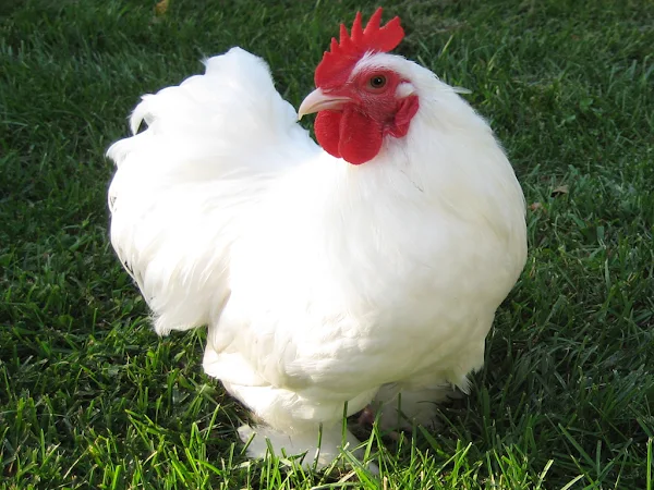 cochin chicken, cochin chickens, raising cochin chickens, caring cochin chickens, breeding cochin chickens, feeding cochin chickens, cochin chicken housing, cochin chicken rearing, how to raise cochin chickens, how to care for cochin chickens, guide for caring cochin chickens, tips for raising cochin chickens, cochin chicken farming, cochin chicken farming business, commercial cochin chicken farming, commercial cochin chicken farming business, how to start cochin chicken farming, how to start commmercial cochin chicken farming business