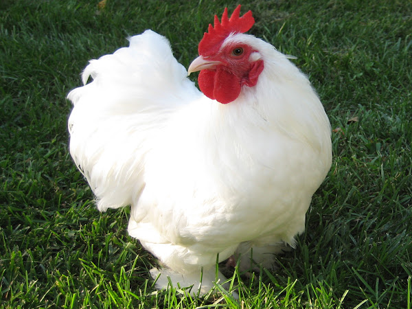 poultry farming in India, poultry farming, commercial poultry farming, poultry farming business, commercial poultry farming business