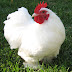 Poultry Farming in India