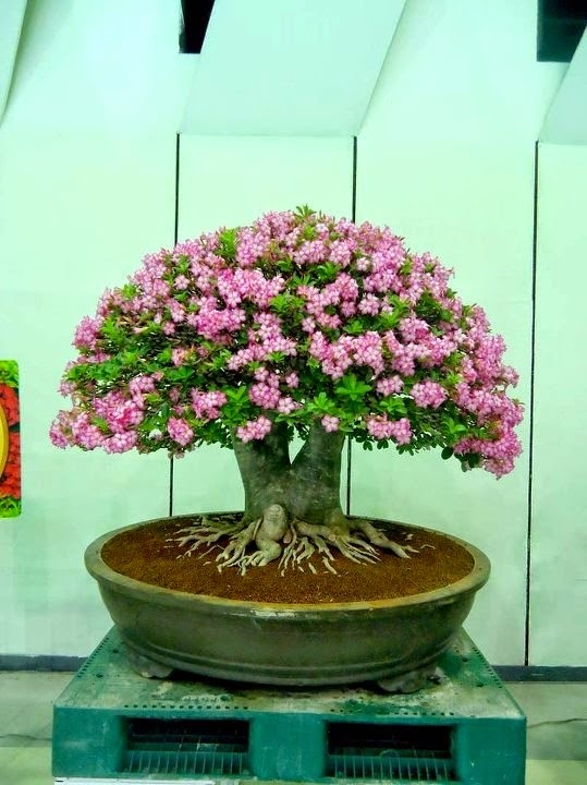 Desert Rose Plant Adenium Bonsai Desert Rose Bonsai