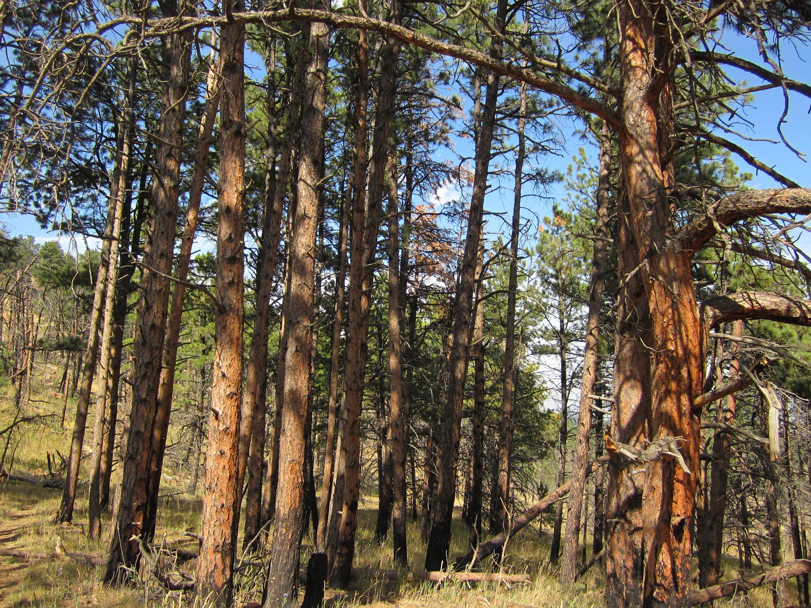 Trail and Park Reviews Hiking a social trail in Coal Creek Canyon
