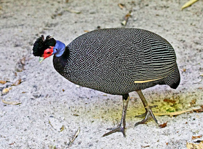 Kenya crested guinea fowl