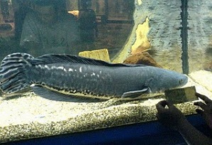 contoh budidaya ikan gabus,bibit ikan kutuk,pakan alami ikan gabus,makanan ikan kutuk,contoh pakan ikan gabus,harga ikan kutuk,budidaya ikan kutuk di jogja, cara budidaya ikan, mengolah ikan kutuk untuk obat,jual ikan kutuk,makanan ikan kutuk,bibit ikan kutuk,jual ikan gabus kutuk,sari ikan kutuk,ikan hias,ikan gurame,