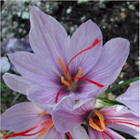 Saffron is used as a spice in many culinary products: Food products such as margarine, sausages, cake powder, and many desserts.